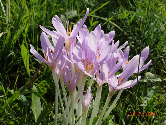 DSC07953 - Plante in natura 2