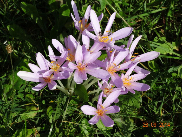 DSC07954 - Plante in natura 2