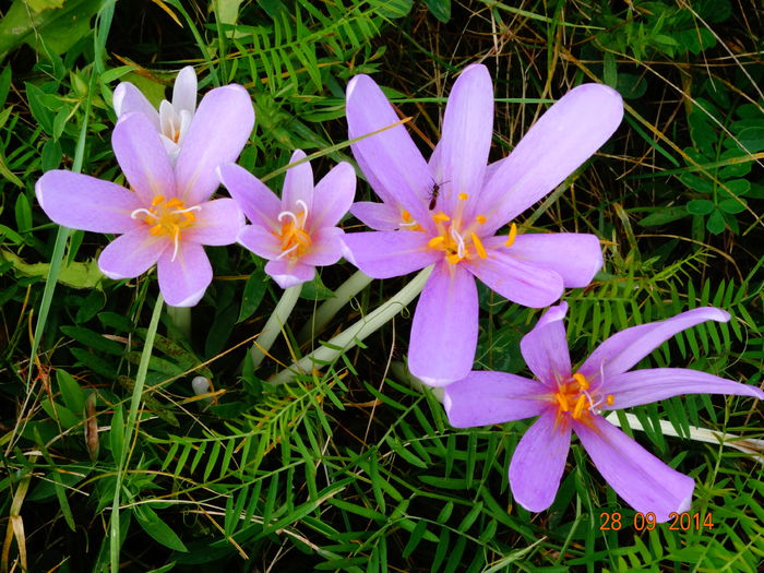 DSC07985 - Plante in natura 2