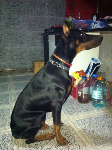 image don dragon - DOBERMANN DON DRAGON BLACKMAGIC  ANGEL