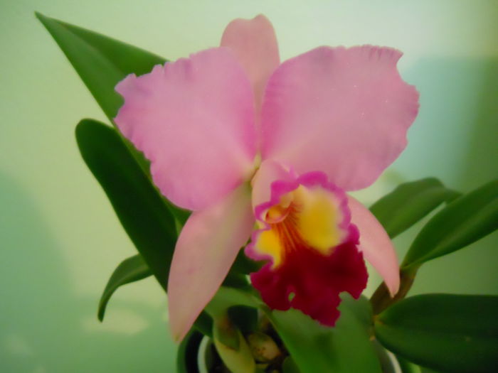 DSCN4710_006 - cattleya