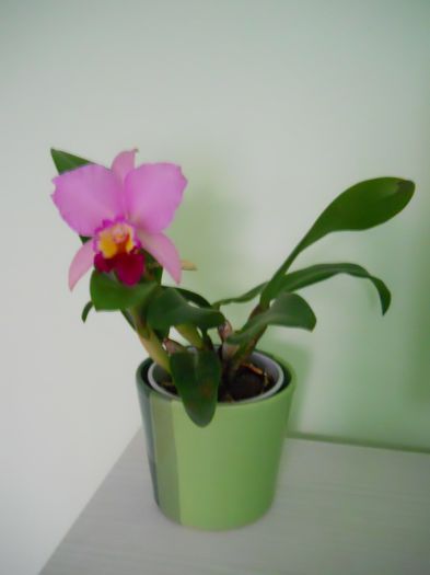 DSCN4712_008 - cattleya