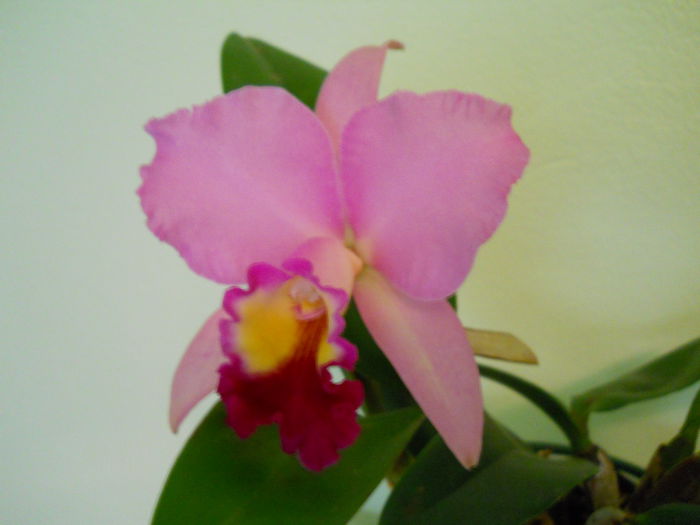 DSCN4706_002 - cattleya