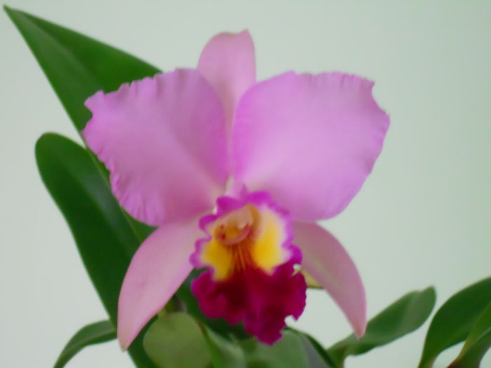 DSCN4716_002 - cattleya