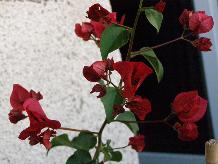 P9180044 - Bougainvillea