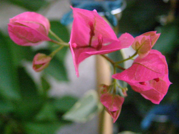 P9180049 - Bougainvillea