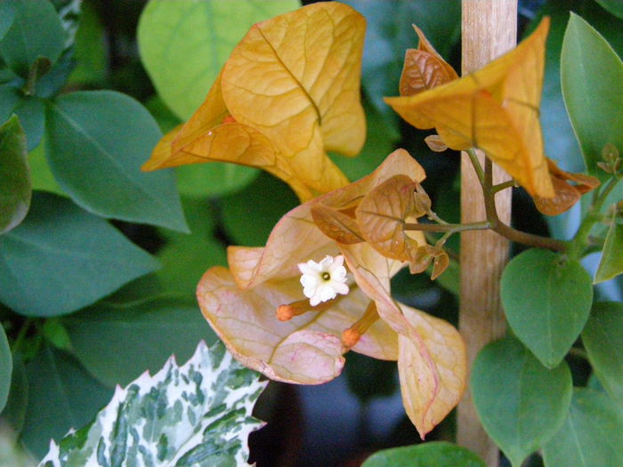 P9180066 - Bougainvillea
