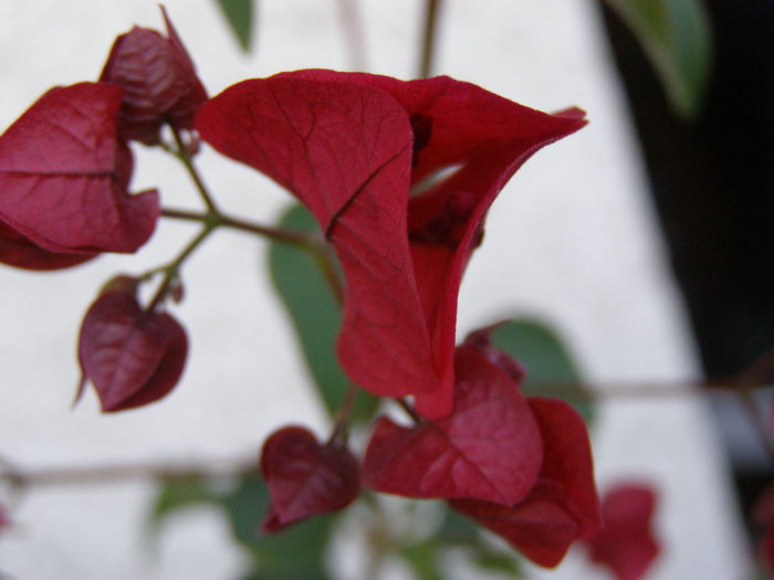 P9180067 - Bougainvillea