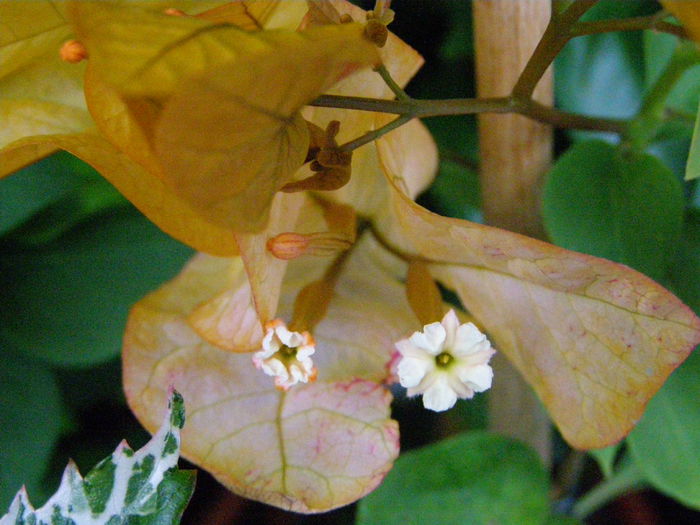 P9220009 - Bougainvillea