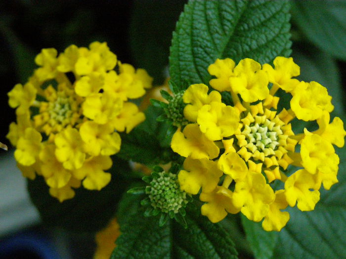 P9150030 - Lantana