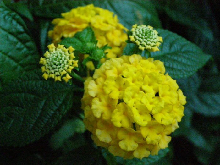 P9220137 - Lantana