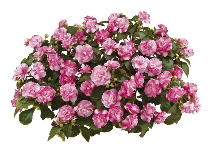 1246067501double%20impatiens%20Musica%20%20Bicolor%20Pink