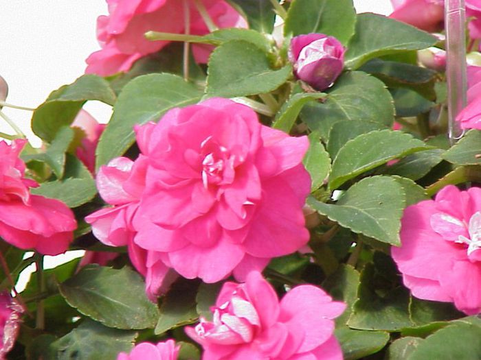 1246068163Double%20Impatiens%20Musica%20EXP%20MVC-342X
