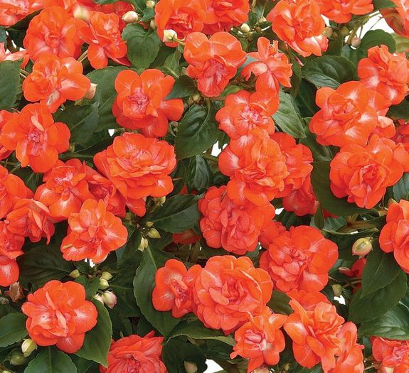 1246369160Musica_Spicy_Orange - minuni ale naturii create de dumnezeu 8