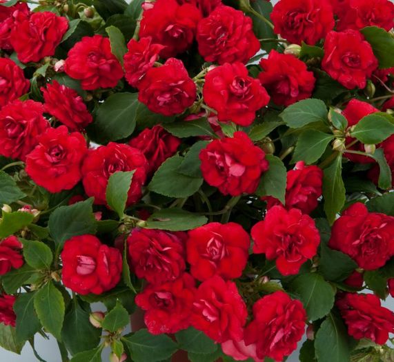 1284695433Musica_Elegant_Red_2 - minuni ale naturii create de dumnezeu 8