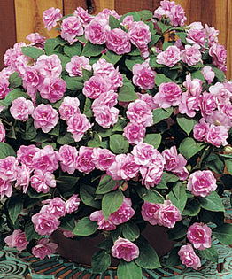 DOUBLE-IMPATIENS