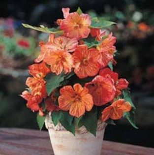 abutilonb-1243421799-5995_3014_1__66051_1410559694_220_220