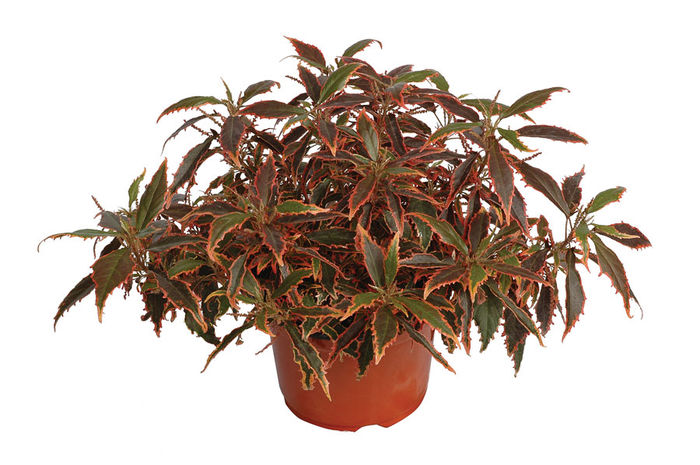 Acalypha-Copper-Penny-Web-2