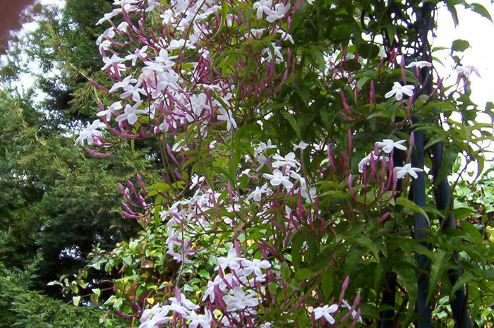 jasmine