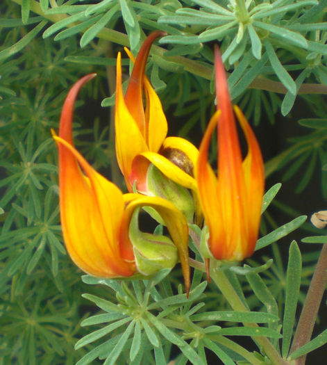 Lotus-Vine-Gold-Flash-Web