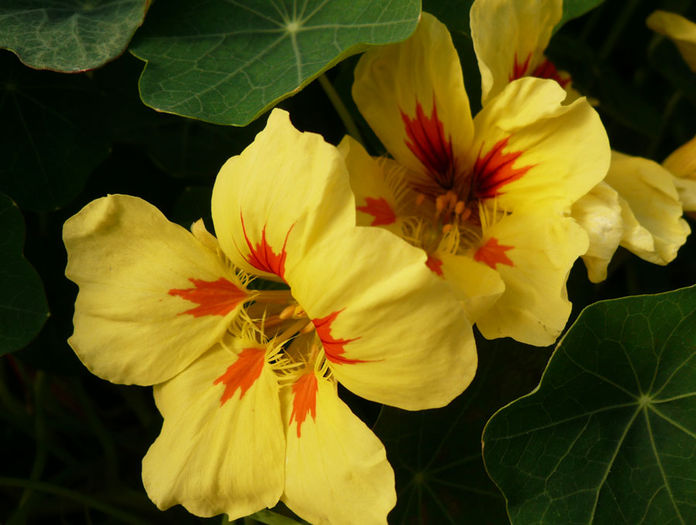 Nasturtium-Banana-Split-Web
