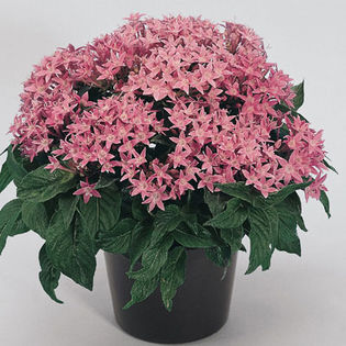 PENTAS