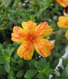 Portulaca-Bora-Bora-Sunrise