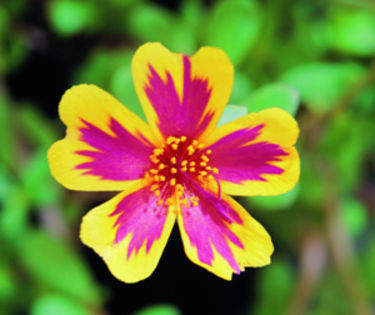 Portulaca-Hawaiian-Rose-2