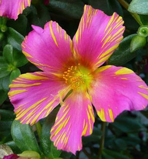 Portulaca-Tahiti-Treat-2