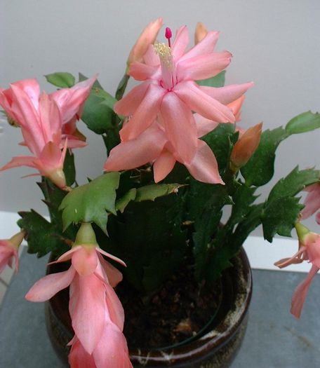 ripsi truncata