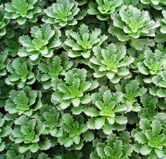 Sedum-Floriferum-