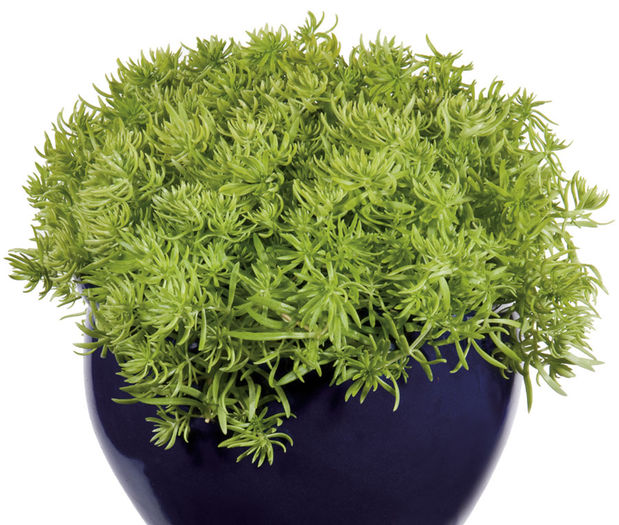 Sedum-Lemon-Ball-Web