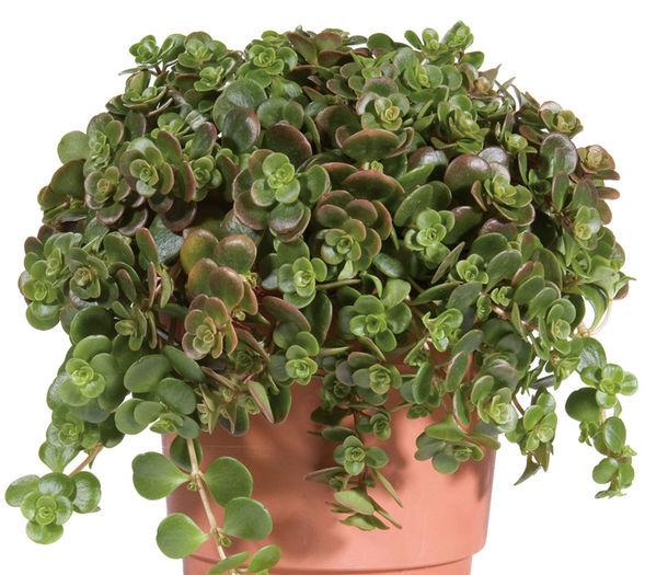 Sedum-Mojave-Web