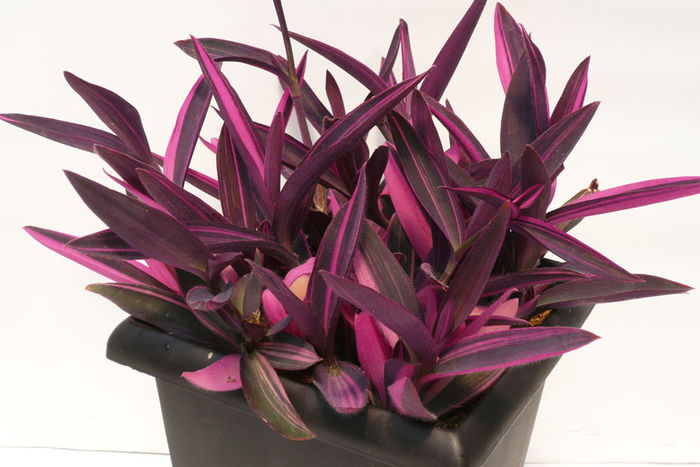 Setcreasea-Pink-Stripes-Web