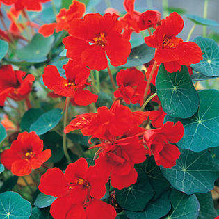 tropaeolum-red-wonder1