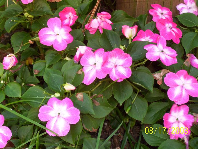 impatiens