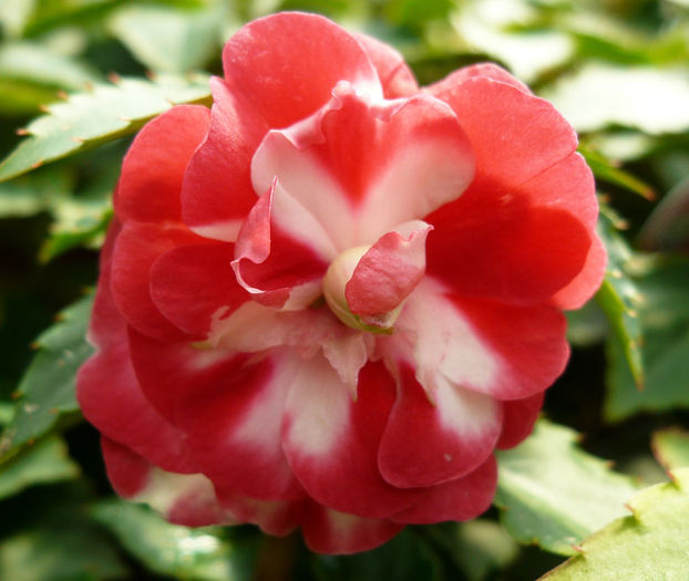 Impatiens-Double-Delight-Starlight-Red-Web-3