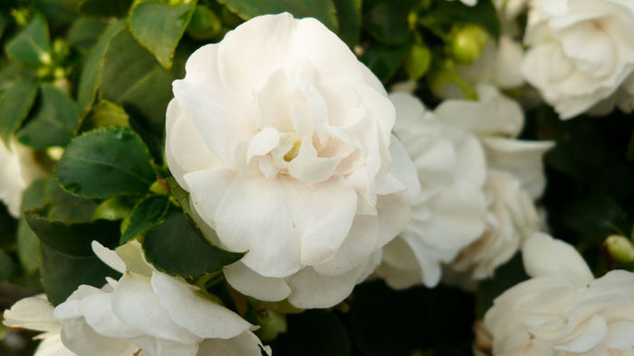 Impatiens-Double-Delight-White-Web