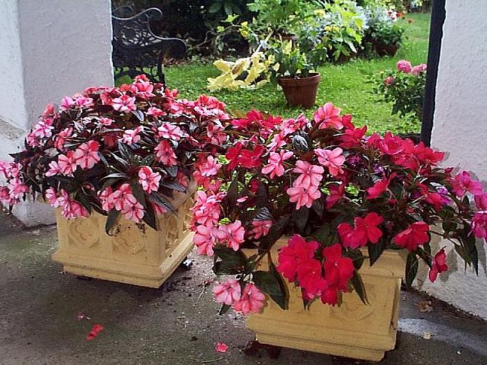 new%20guinea%20impatiens