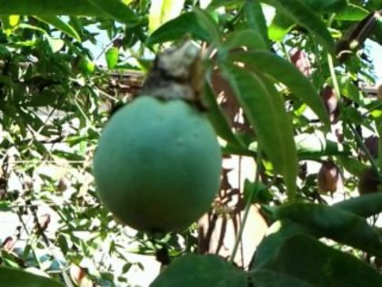 fruct de passi caerulea