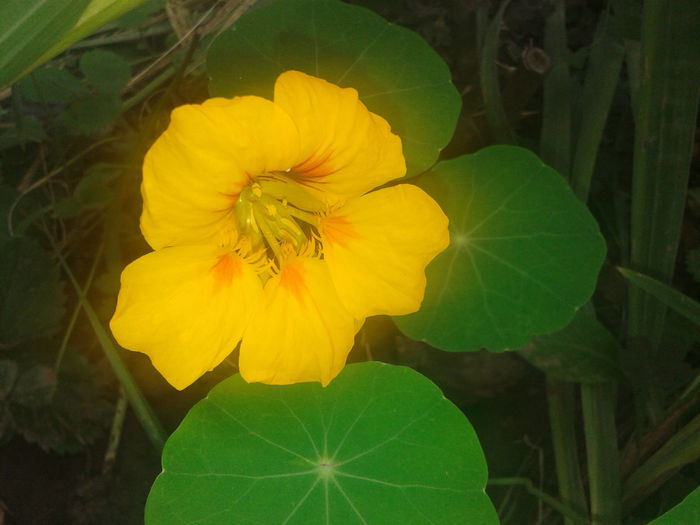 20141001_094544 - Tropaeolum  majus-condurul doamnei