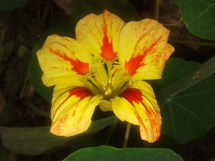 20141001_104018 - Tropaeolum  majus-condurul doamnei