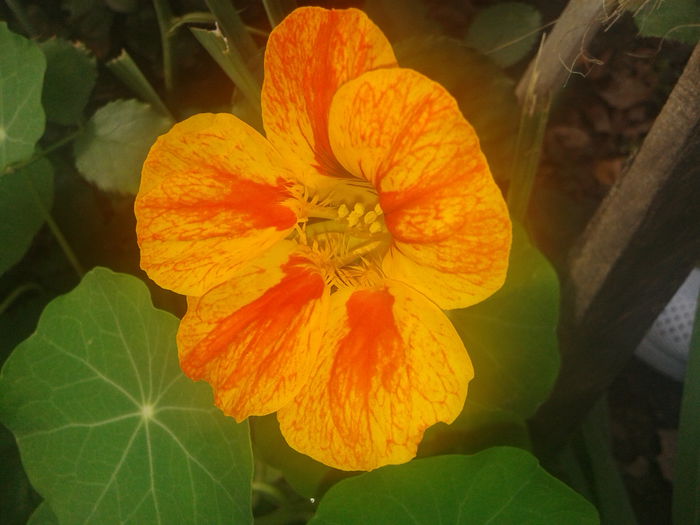 20141001_094524 - Tropaeolum  majus-condurul doamnei