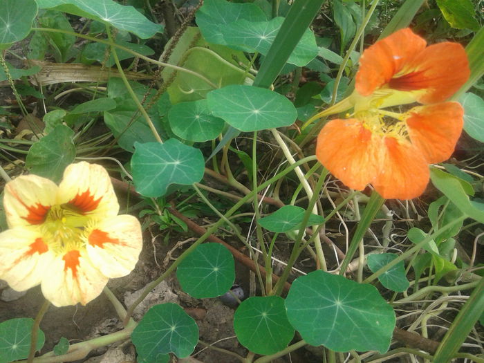 20141001_104008 - Tropaeolum  majus-condurul doamnei