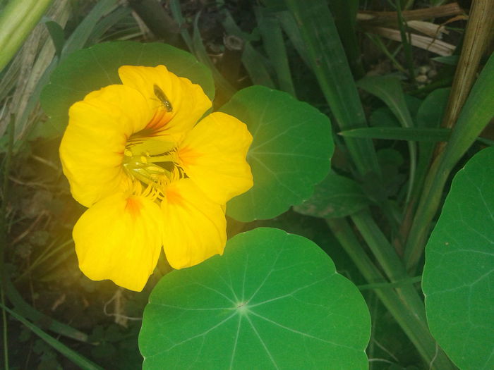 20141001_094552 - Tropaeolum  majus-condurul doamnei