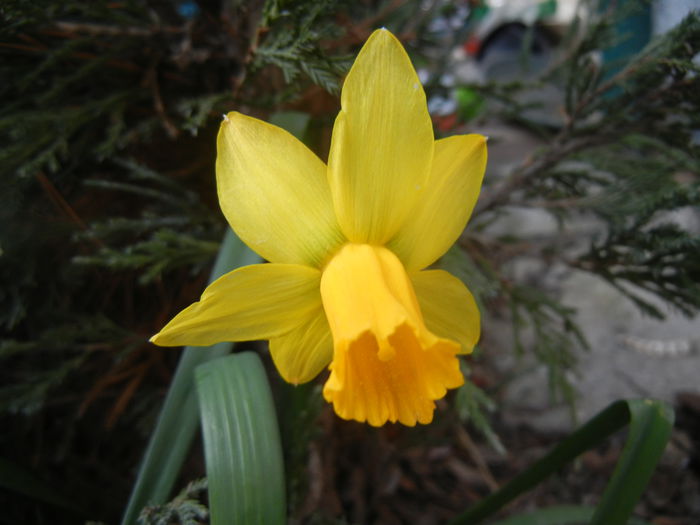 Narcissus Jetfire (2014, March 26)