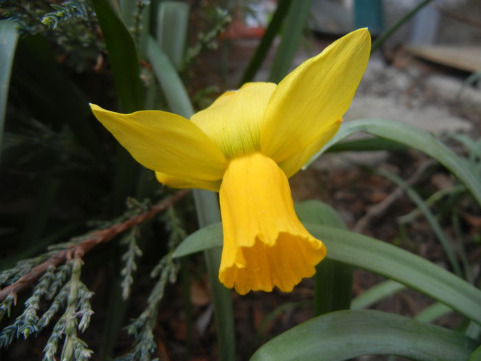 Narcissus Jetfire (2014, March 26)