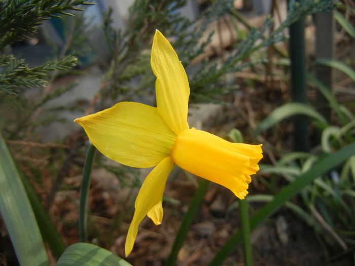 Narcissus Jetfire (2014, March 27)