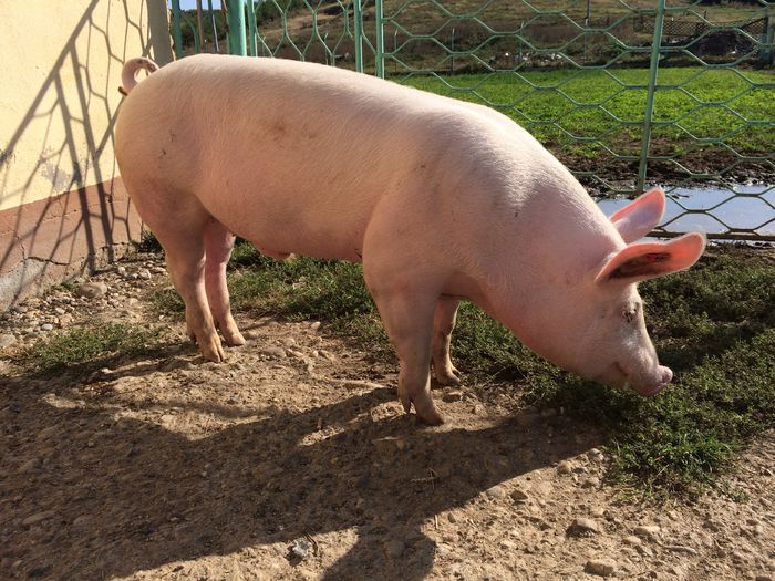 IMG_1582 - Porci - Pietrean - Duroc - Marele alb - Mangalita