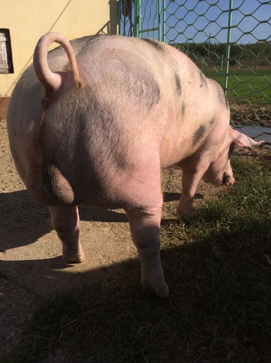 IMG_1583 - Porci - Pietrean - Duroc - Marele alb - Mangalita